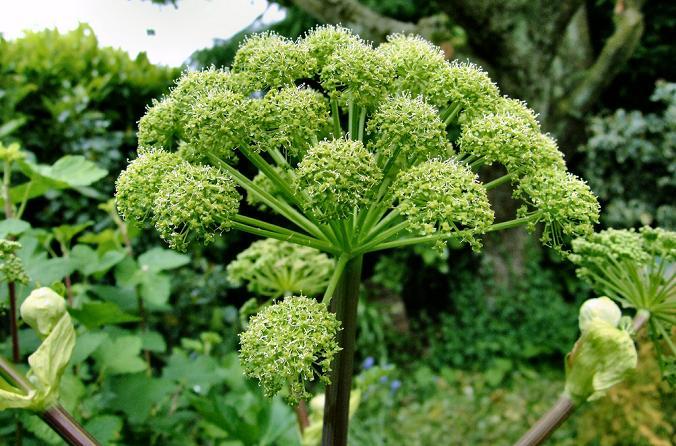 Arcydzięgiel litwor- łac. Archangelica officinalis