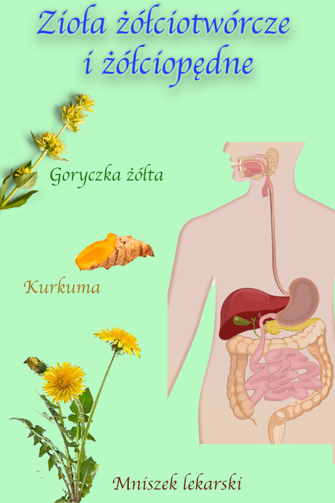 Zioła żółciotwórcze i żółciopędne