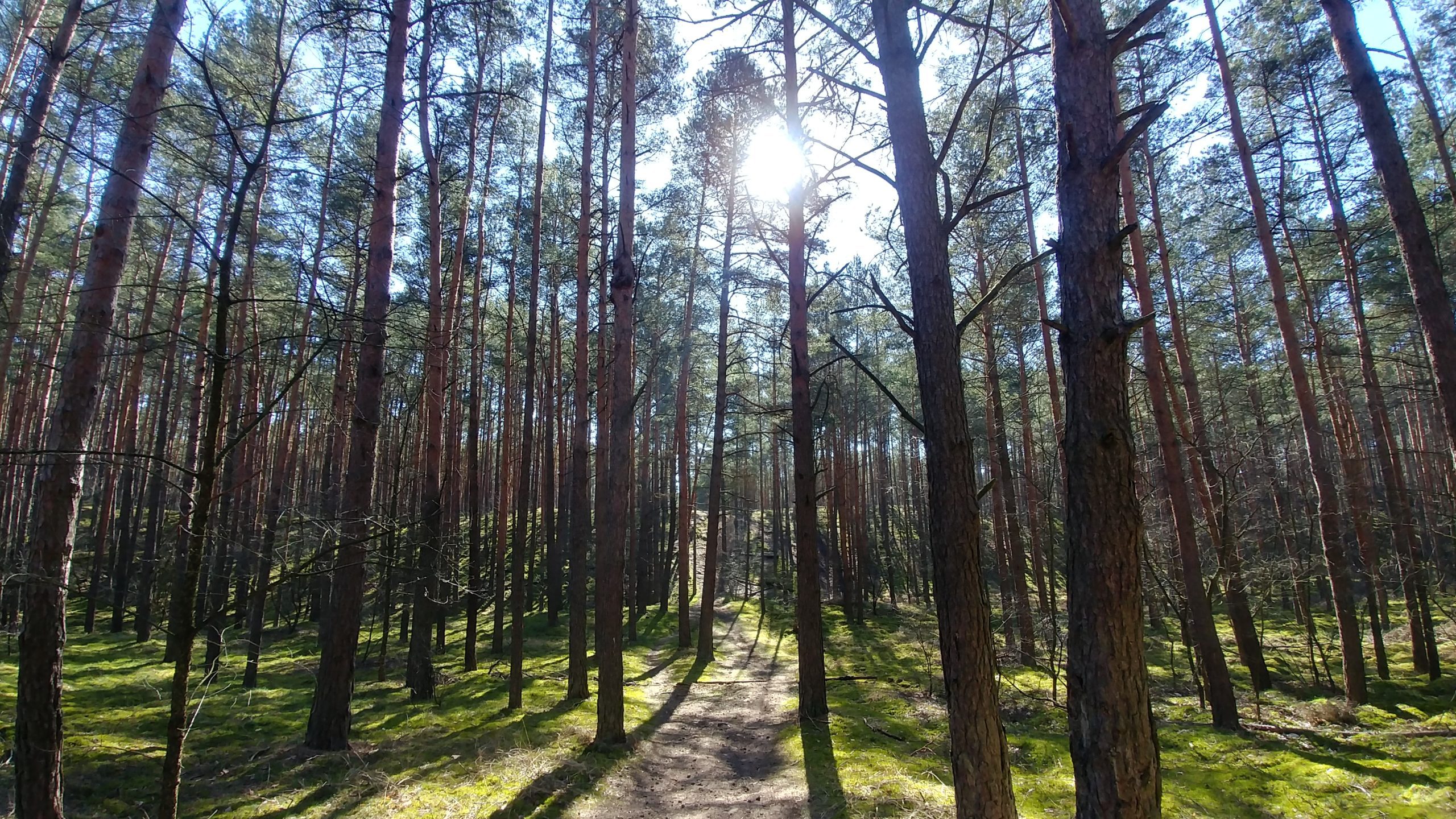 Las i jego terapeutyczne działanie