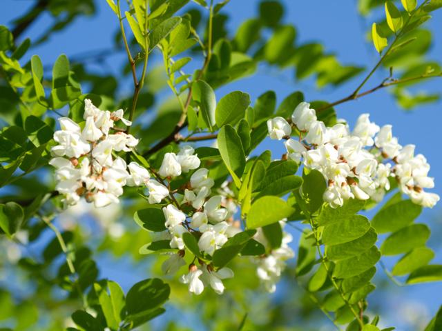 Robinia akacjowa- łac. Robinia pseudoacacia