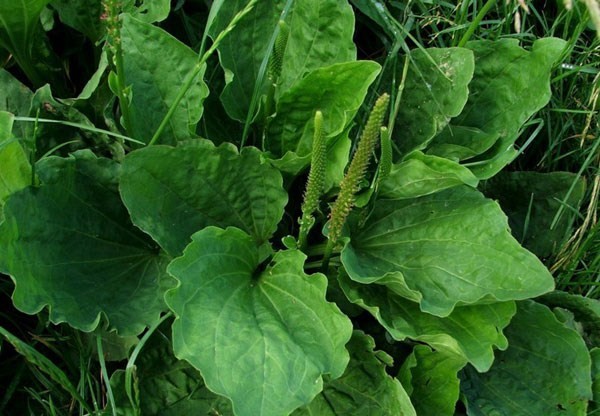 Babka zwyczajna- łac. Plantago major