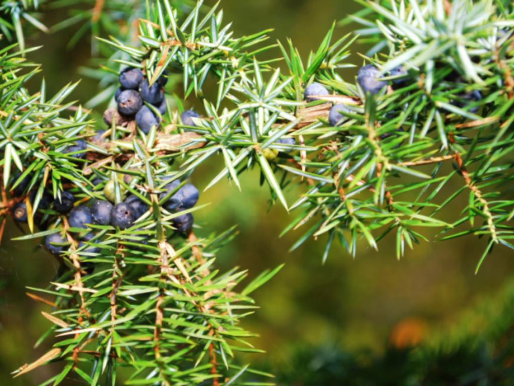 Jałowiec pospolity- łac. Juniperus communis​