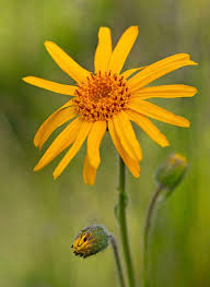 Arnika górska- łac. Arnica montana