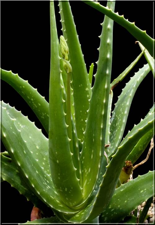 Aloes zwyczajny-  łac. Aloe vera