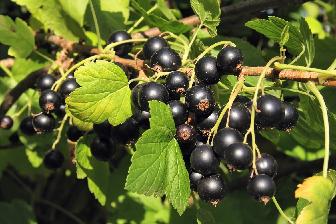 Czarna porzeczka (łac. Ribes nigrum)