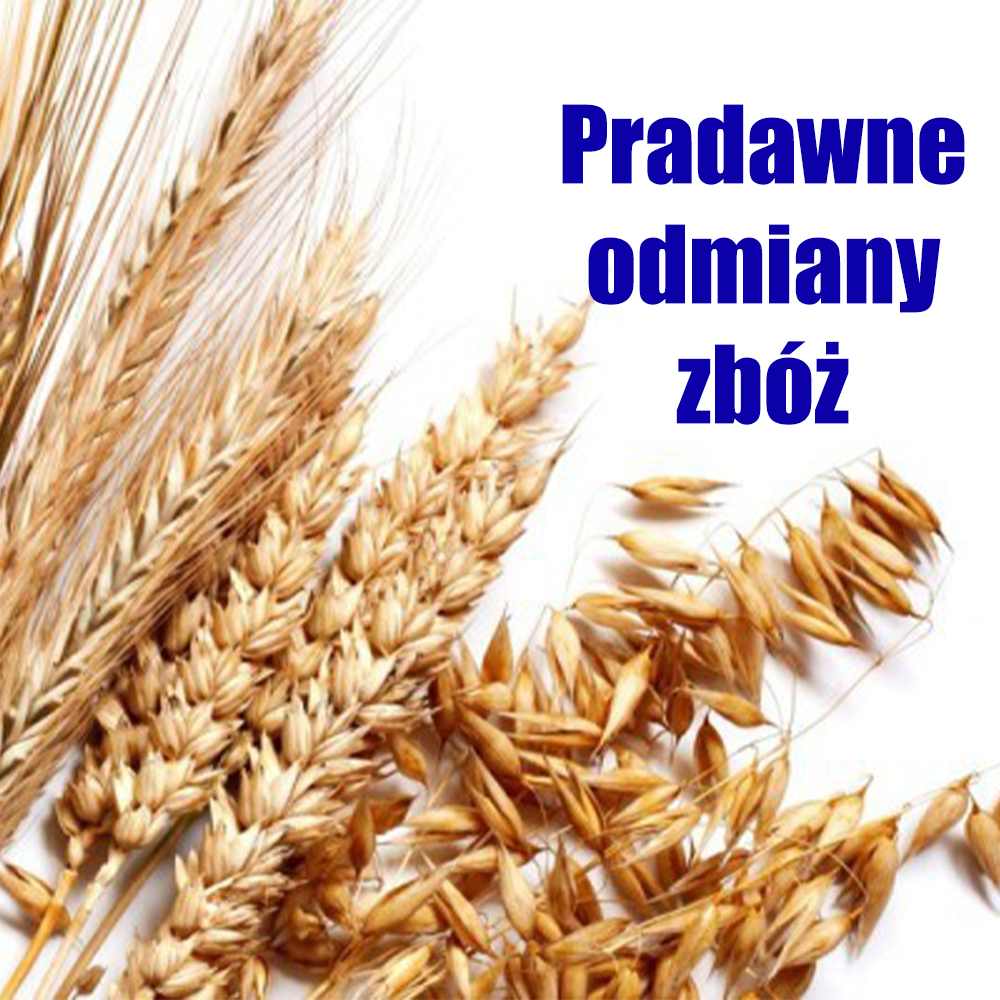 Pradawne odmiany zbóż