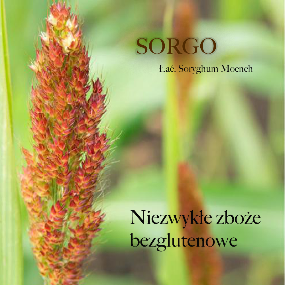 Sorgo- łac. Soryghum Moench