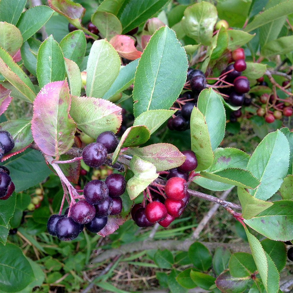 Aronia- łac. Aronia melanocarpa