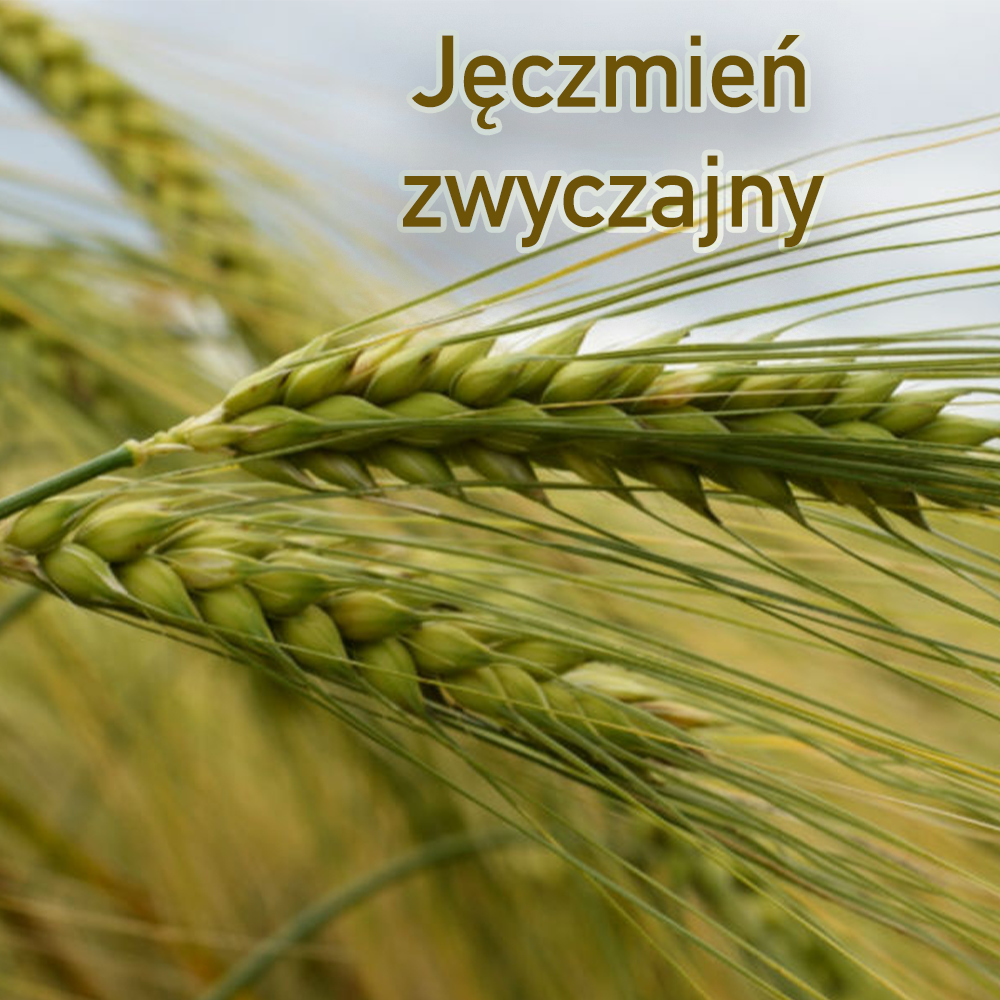 Jęczmień zwyczajny-  pradawne zboże