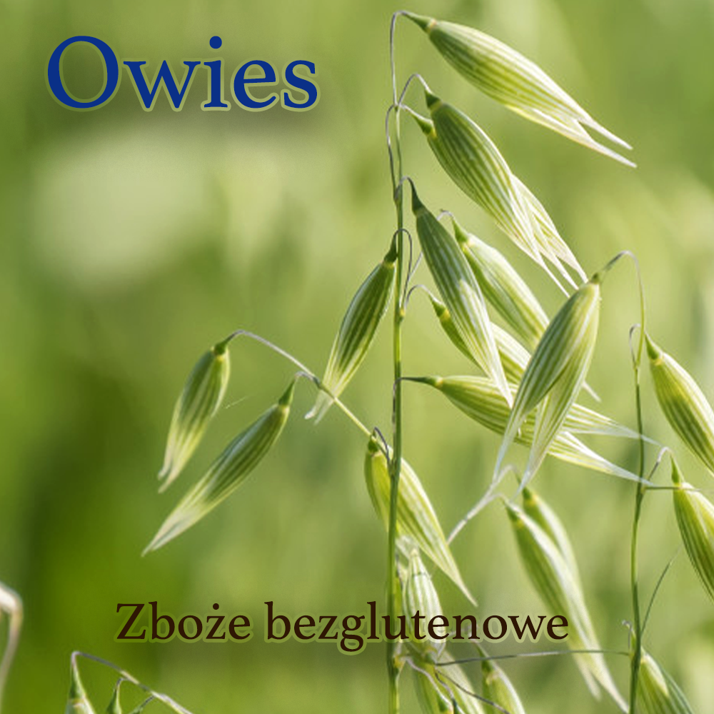 Owies jako pradawne zboże- właściwości