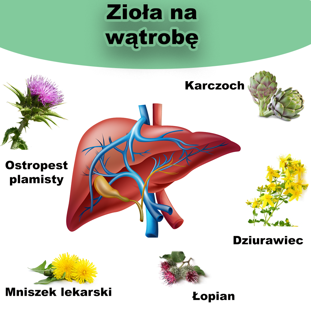 Zioła działające ochronnie na wątrobę