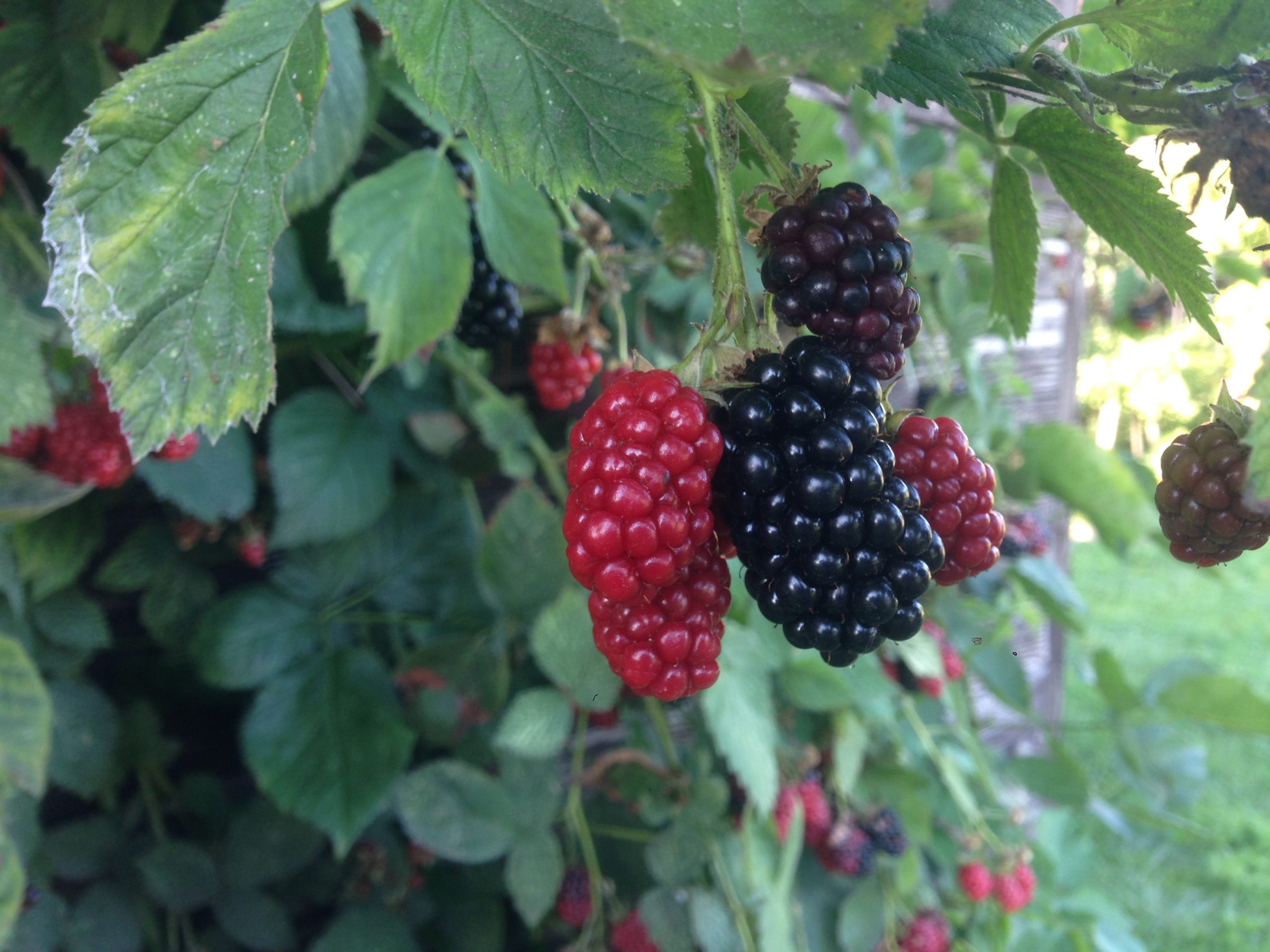 Jeżyna- łac. Rubus fruticosus