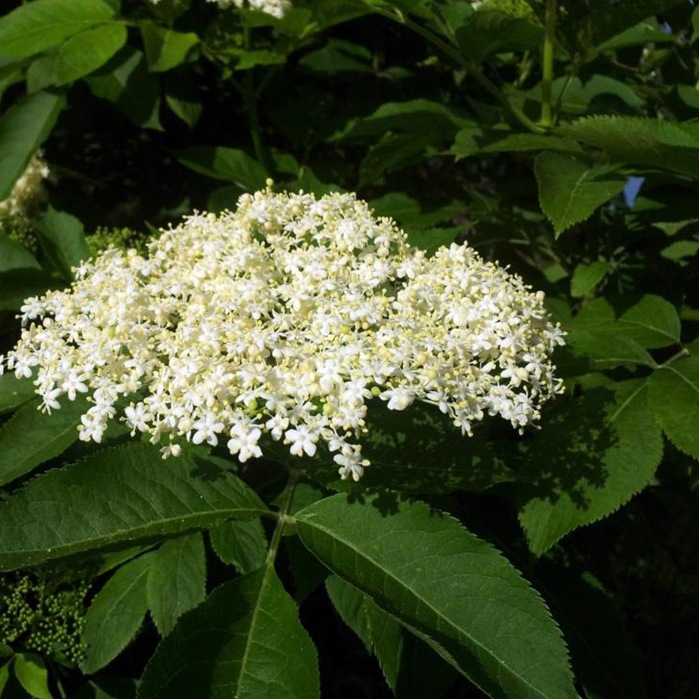 Czarny bez-  łac. Sambucus Nigra​