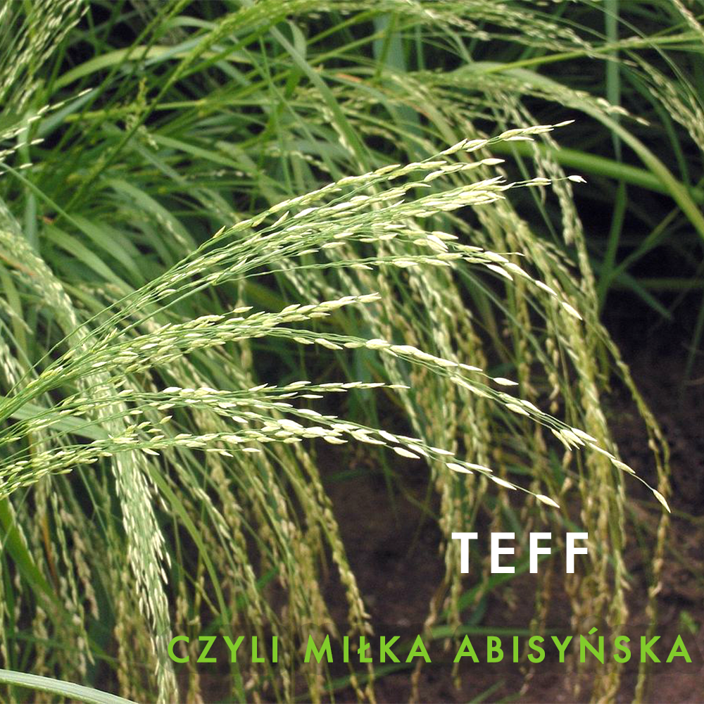 Teff- czyli Miłka Abisyńska- właściwości