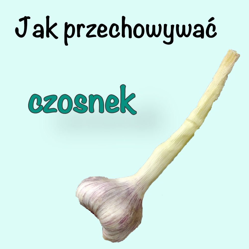 Czosnek jak kupić i przechowywać