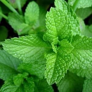 Mięta pieprzowa- łac. Mentha piperita