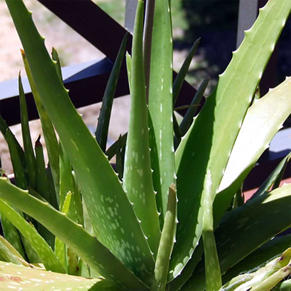 Aloes drzewiasty- (łac. Aloe arborescens)