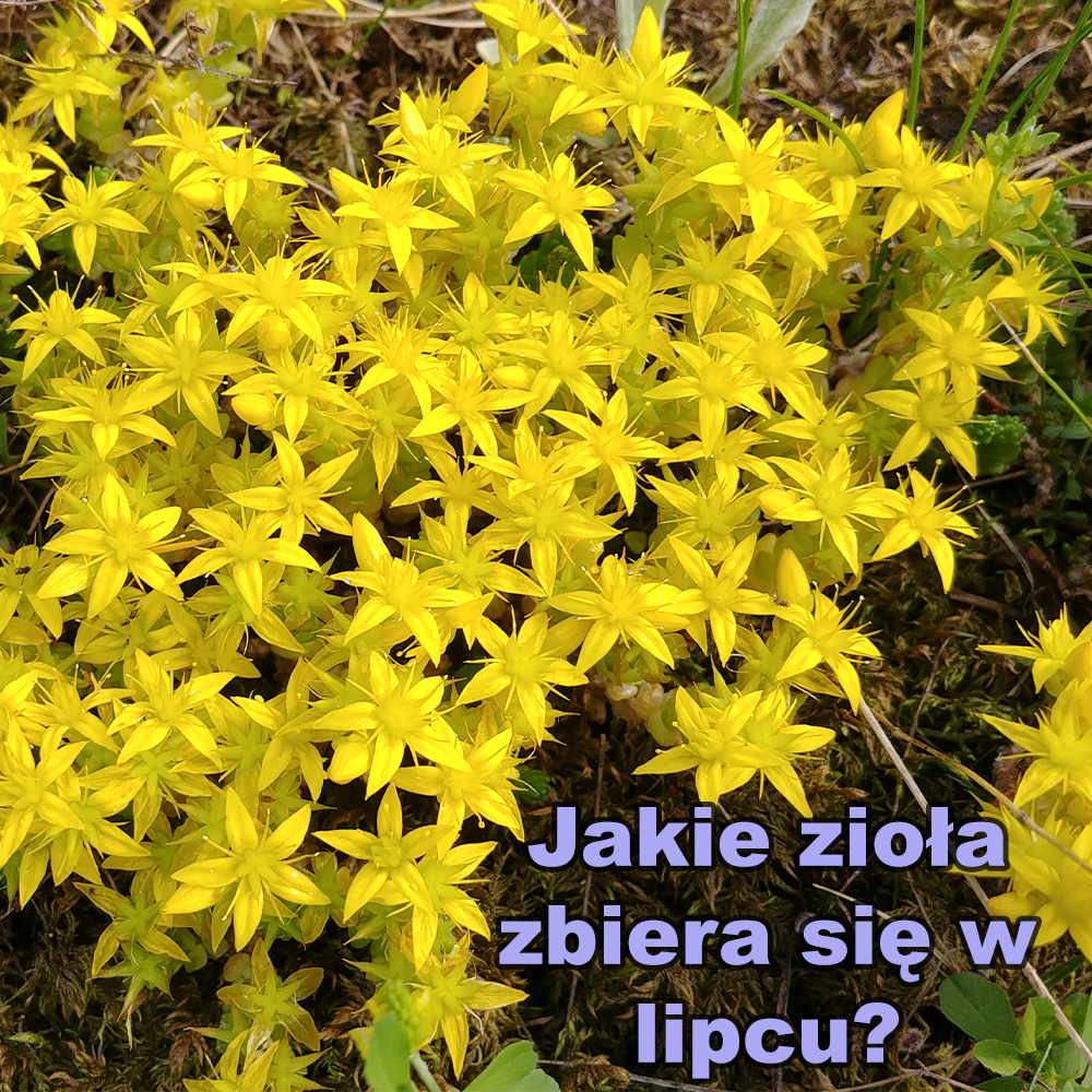 Jakie zioła zbiera się w lipcu