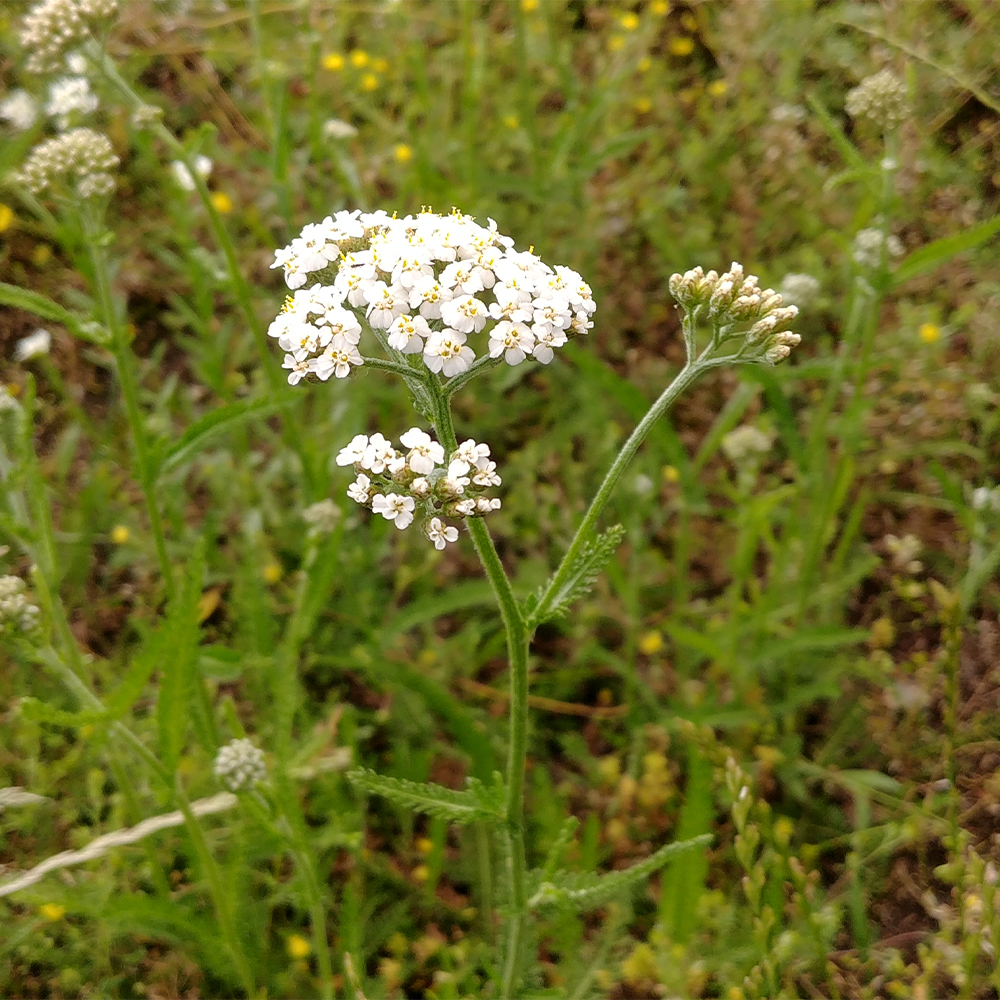 Krwawnik pospolity (łac. Achillea millefolium)