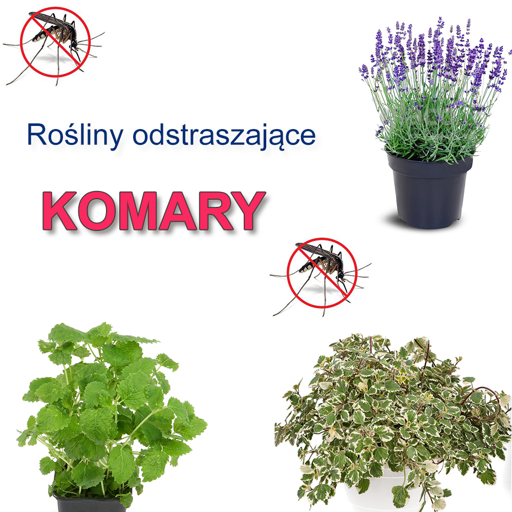 Rośliny odstraszajace komary