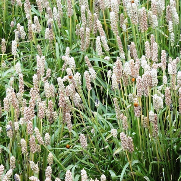 Babka jajowata- łac. Plantago ovata