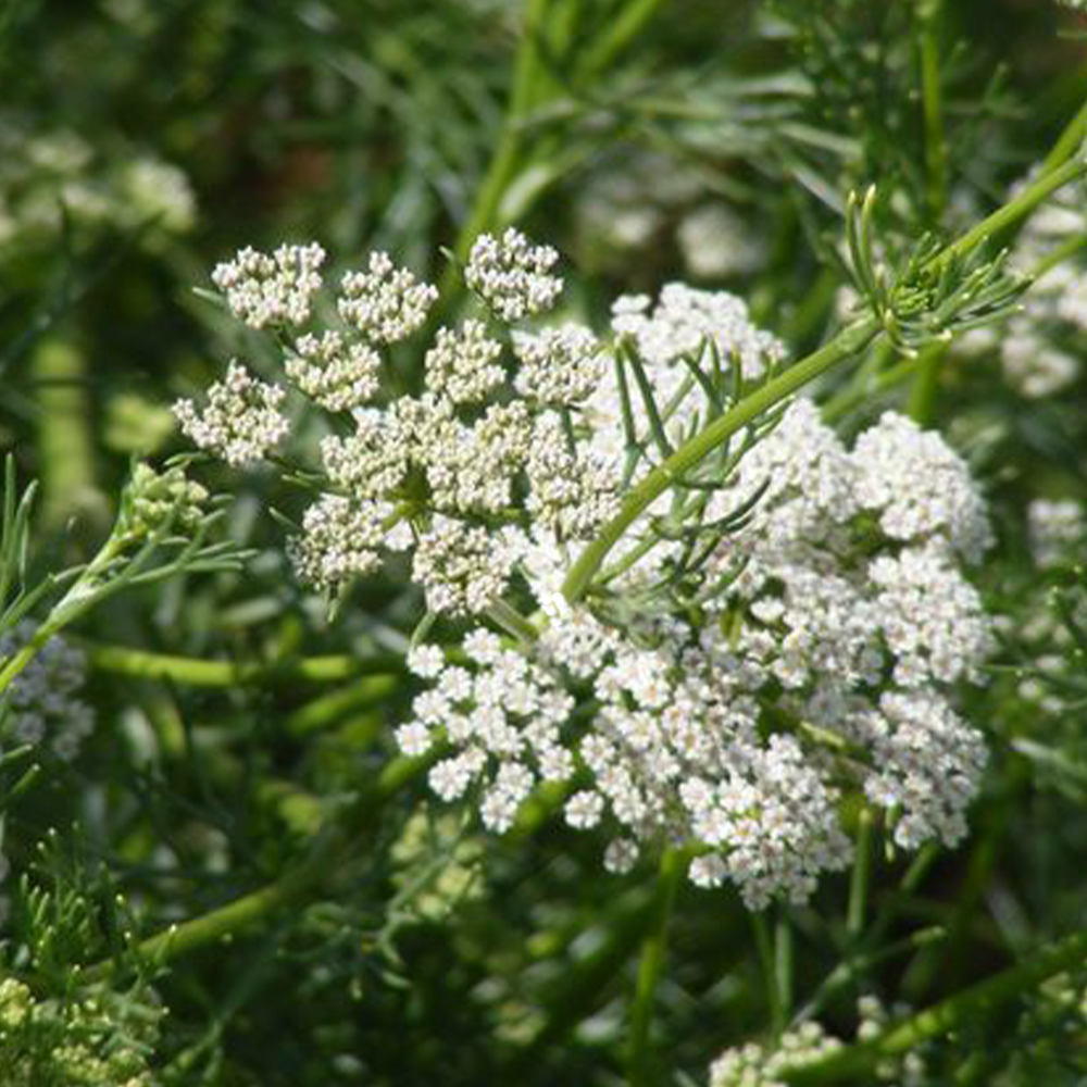 Biedrzeniec anyż- łac. Pimpinella anisum