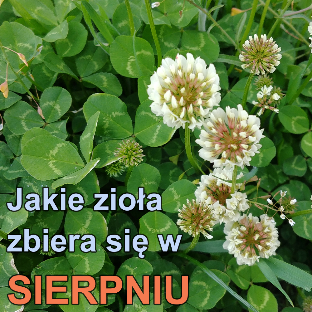 Jakie zioła zbiera się w sierpniu