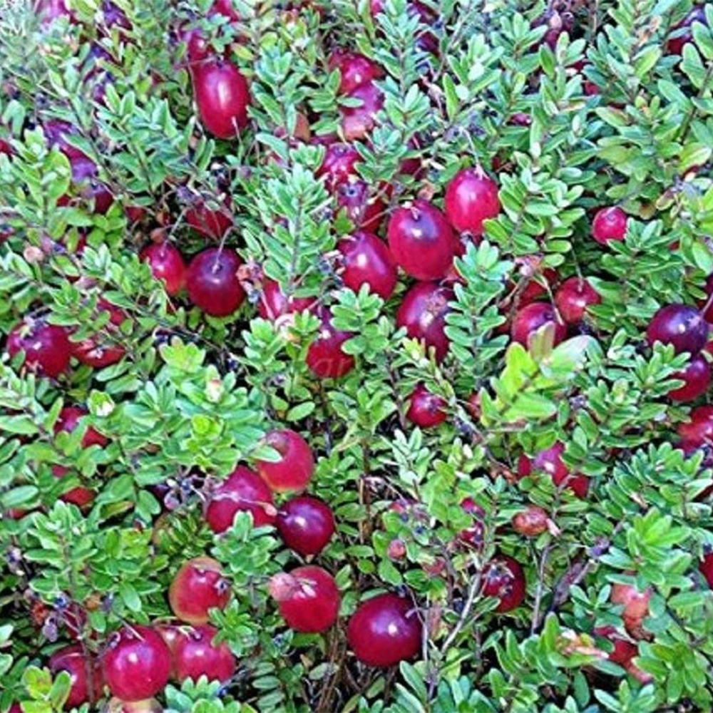 Żurawina wielkoowcowa łac. Vaccinium macrocarpon